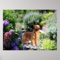 Golden Retriever Print
