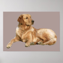 Golden Retriever Print