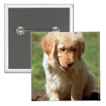 Golden Retriever pup Button
