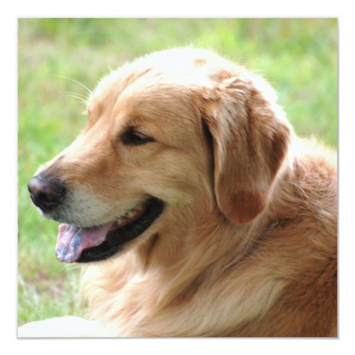 golden retriever stationery golden retriever pup invitations zazzle golden retriever stationery golden retriever pup invitations zazzle