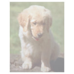 Golden Retriever pup Letterhead