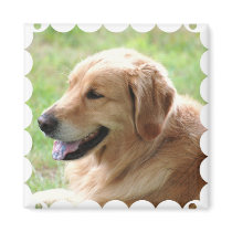 Golden Retriever Pup Magnet