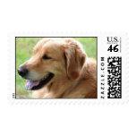 Golden Retriever Pup Postage Stamp