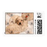 Golden Retriever Puppies Collage Postage Stamp