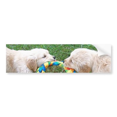 golden retriever puppy playing. Golden Retriever Puppies Play
