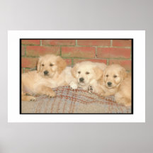 Golden Retriever Puppies Poster