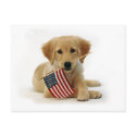 Golden Retriever Puppy and Flag postcards by khpstore Golden Retriever Puppy and Flag postcards