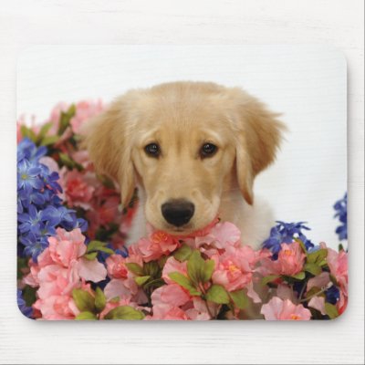 browser troubles ganga visit puppies flowers. reply browser troubles ganga visit puppies flowers. reply