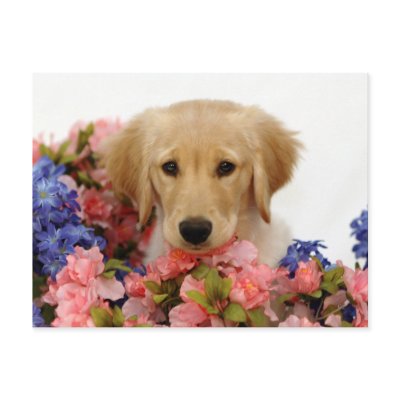 golden retriever dog house. Golden Retriever Puppy and