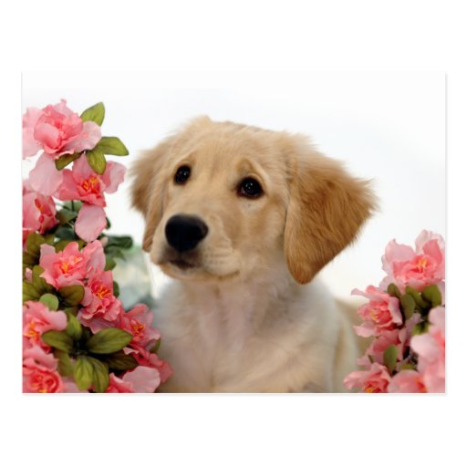 golden retriever flowers golden retriever puppy and pink flowers postcard zazzle golden retriever flowers golden retriever puppy and pink flowers postcard zazzle