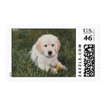 Golden Retriever Puppy Boy Postage