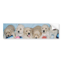 Golden Retriever Puppy Bumper Sticker bumper stickers