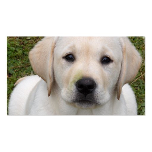 Golden Retriever Puppy Business Card (back side)