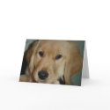 Golden Retriever Puppy cards by minutes Golden Retriever Puppy cards