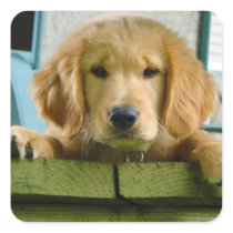 Golden Retriever Puppy Dog Canis Lupus Familiaris Stickers