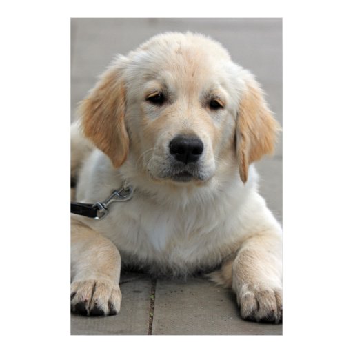 golden retriever print golden retriever puppy beautiful print zazzle golden retriever print golden retriever puppy beautiful print zazzle