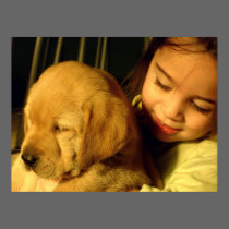 Golden Retriever Puppy Dog Photograph
