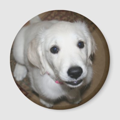 Cream Retriever