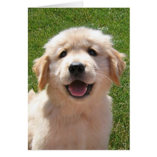 Golden Retriever Puppy Father's Day Card