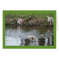 Golden Retriever Puppy Fix Card