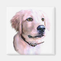 Golden Retriever Puppy magnets
