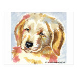 Golden Retriever Puppy Head Post Cards