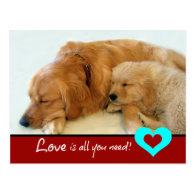 Golden Retriever Puppy Love Post Card