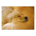 Golden Retriever Puppy Mother's Day Card