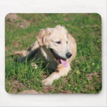 Golden Retriever Puppy mousepads