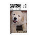 Golden Retriever Puppy postage