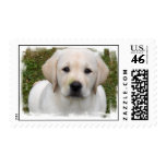 Golden Retriever Puppy Postage Stamp