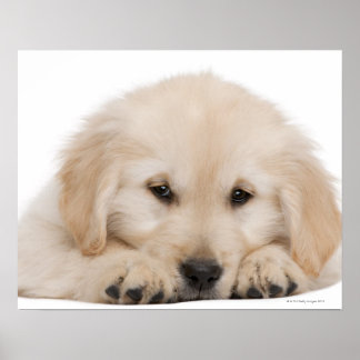 golden retriever poster golden retriever posters golden retriever prints prints poster designs golden retriever poster golden retriever posters golden retriever prints prints poster designs