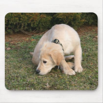 Golden Retriever Puppy Sniffing mousepads