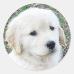 Golden Retriever Puppy Sticker
