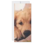 golden retriever rack card template