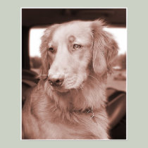 Golden Retriever Sepiatone Portrait posters