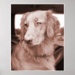 Golden Retriever Sepiatone Portrait Poster