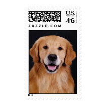 Golden Retriever Simon Postage Stamp