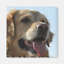 Golden Retriever Square Magnet