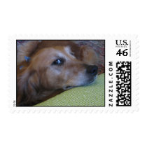Golden Retriever Stamp