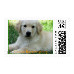 Golden Retriever stamps