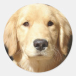 Golden Retriever Sticker