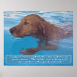 GOLDEN RETRIEVER SWIMMING POSTER