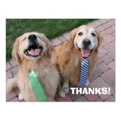 golden_retriever_thank_you_postcard-r619f4826a3114be798ba00a296c563c3_vgbaq_8byvr_512.jpg