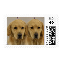 Golden Retriever Twins Postage Stamp