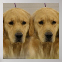 Golden Retriever Twins Print