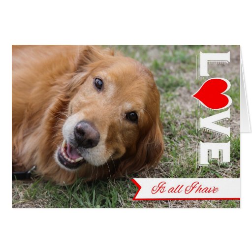 golden-retriever-valentine-card-zazzle