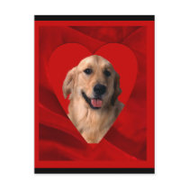 Golden Retriever Valentine Post Cards