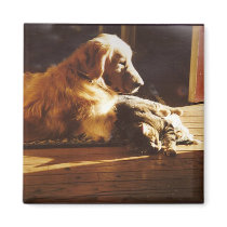 Golden Retriever Waiting For Mom Magnet by normagolden Golden Retriever Waiting For Mom Magnet