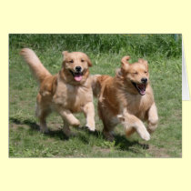 Golden Retriever "Where's the Party?" Card cards